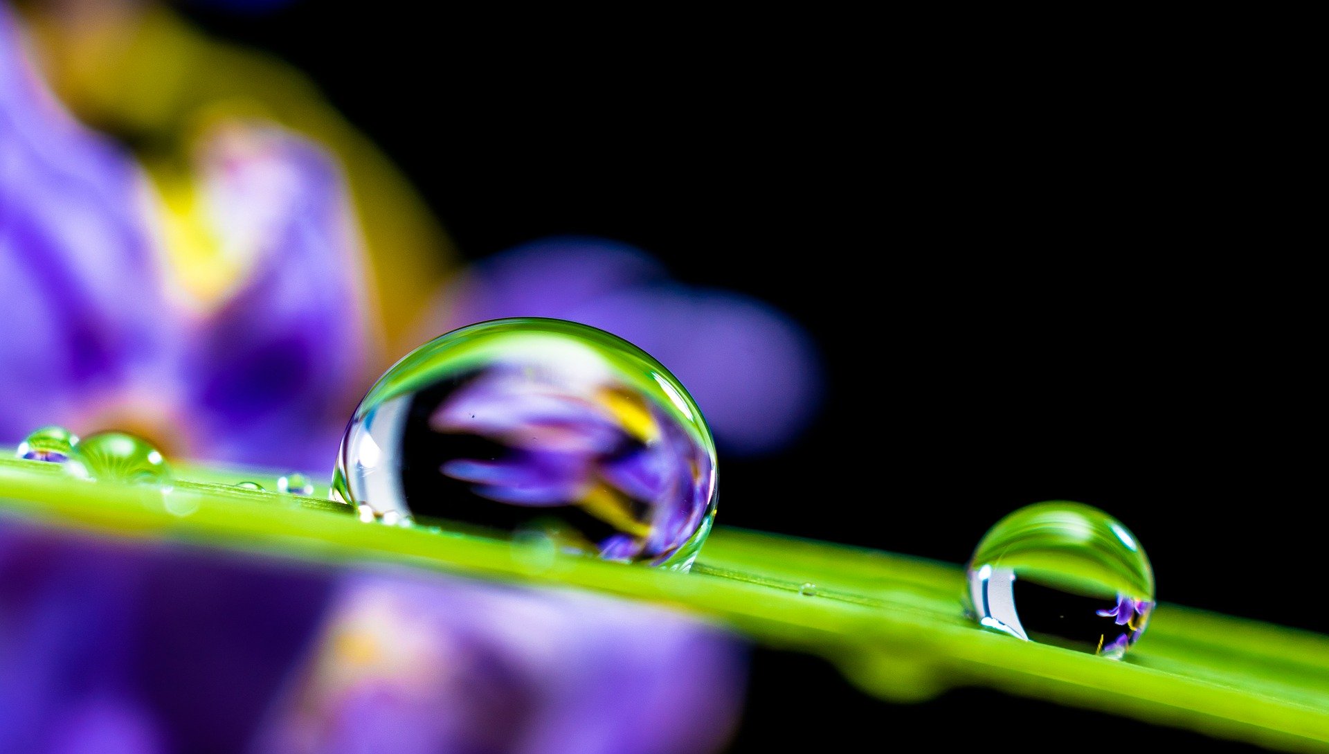 drop of water on a leaf