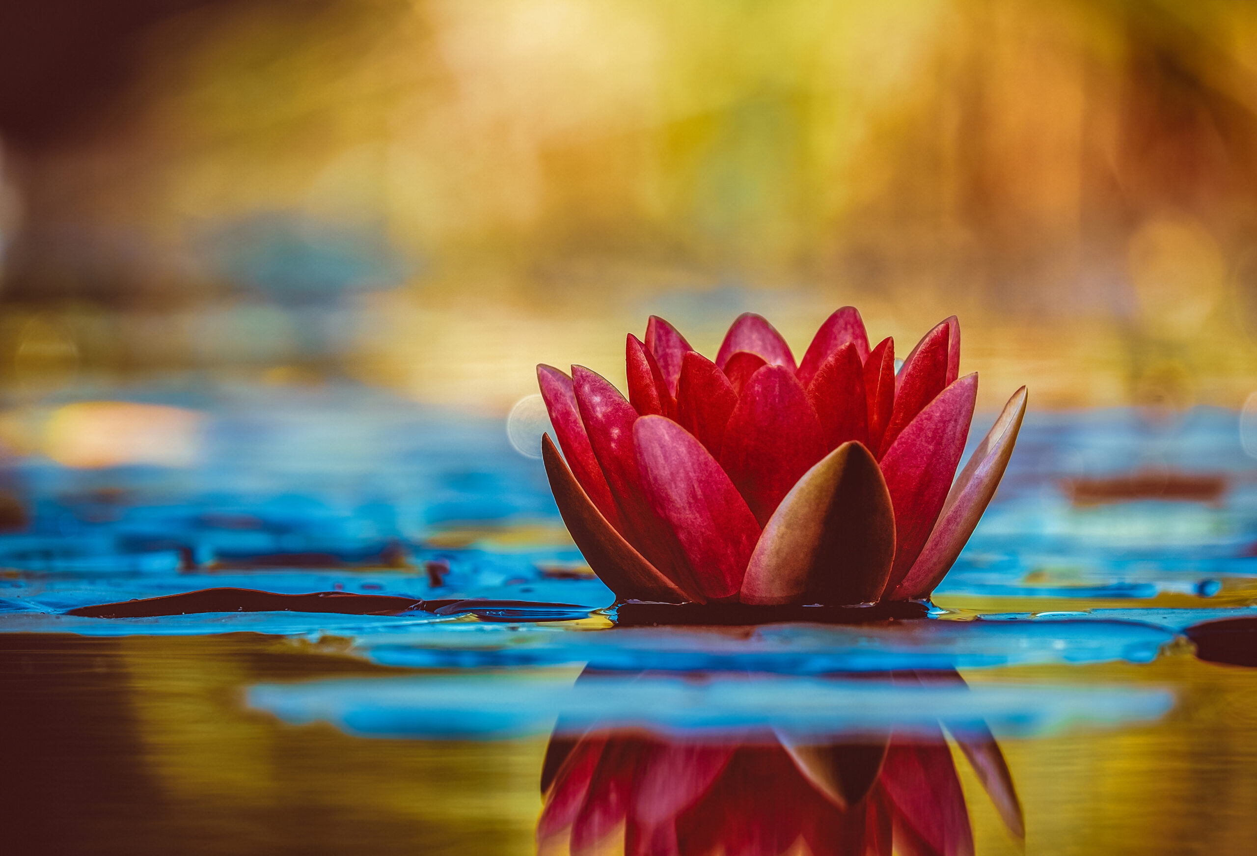 Red Lotus on yellow pond with blue pads